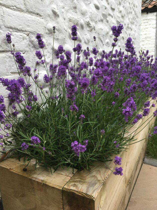 Lavender in the raised beds