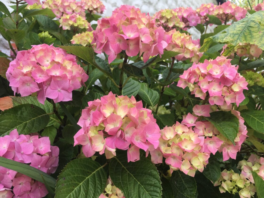 Pink and cream hydrangeas