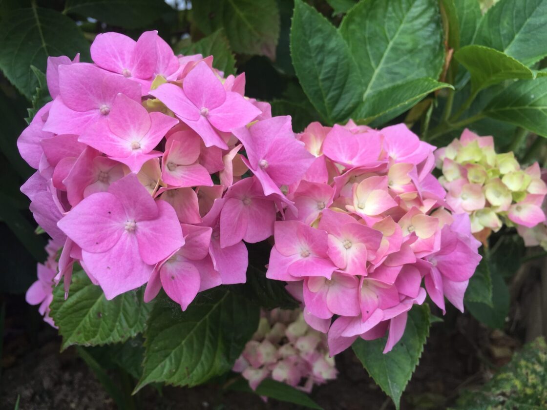 Pink hydrangeas