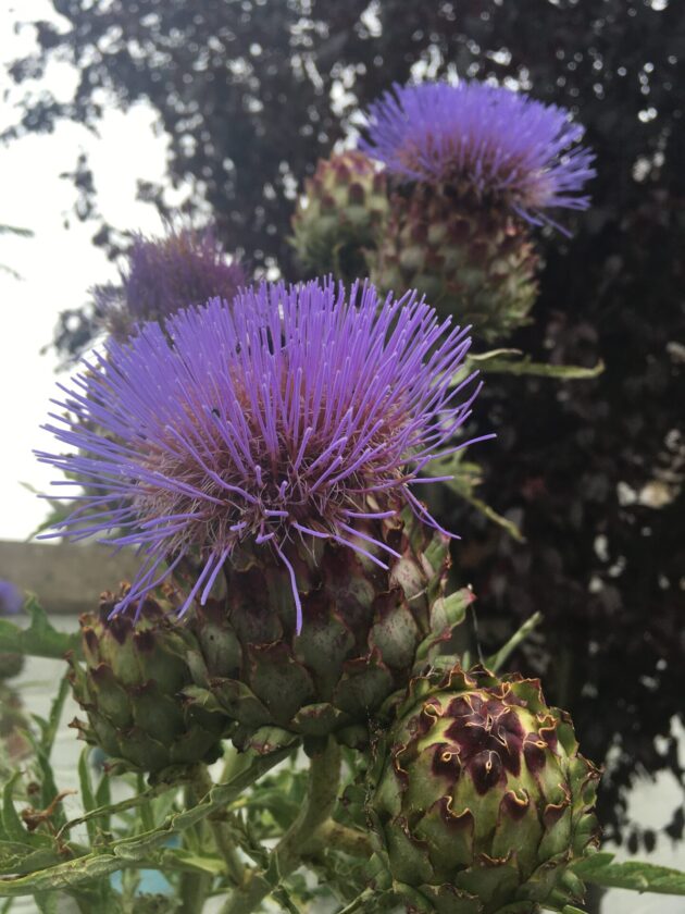Giant thistles in vibrant purple