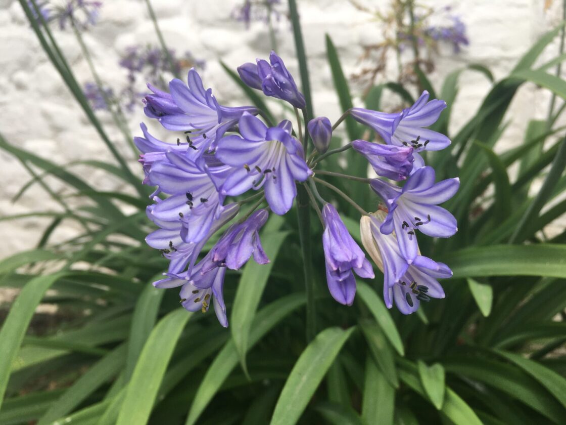 Purple flowers in the cottage garden