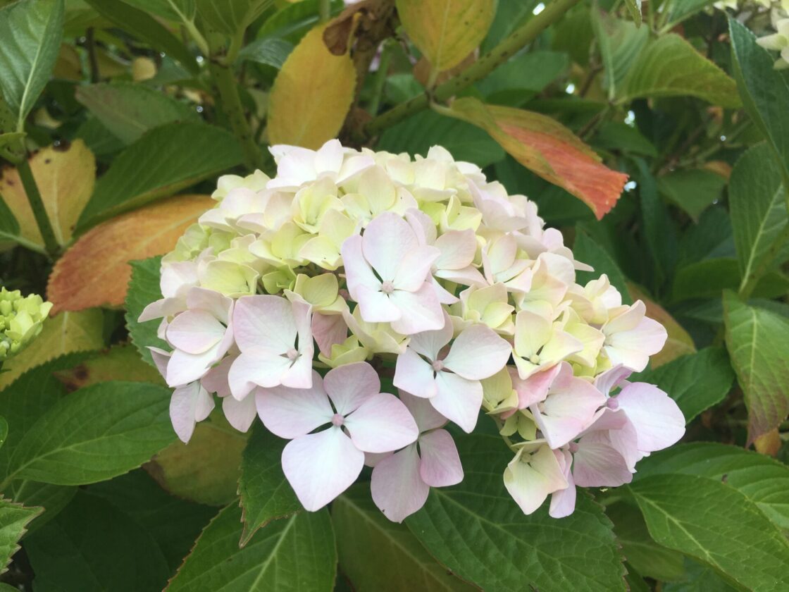 Hydrangea