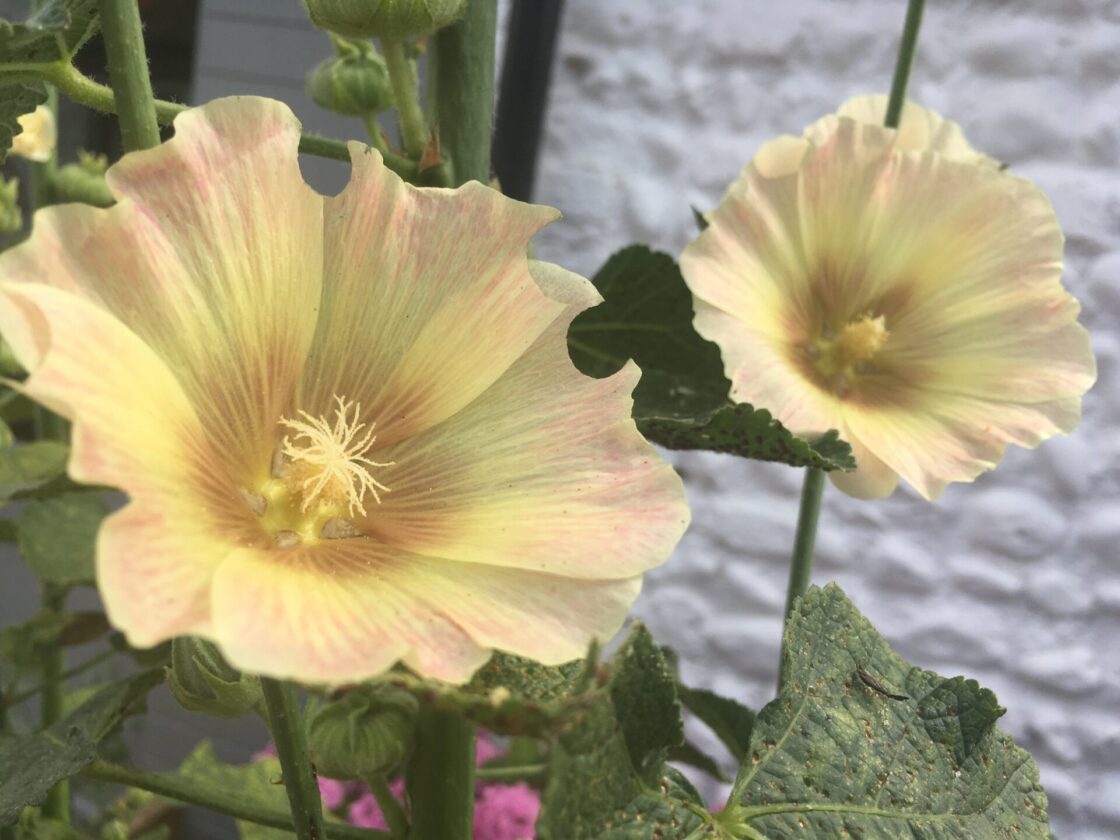 Yellow hollyhocks tinged with pink