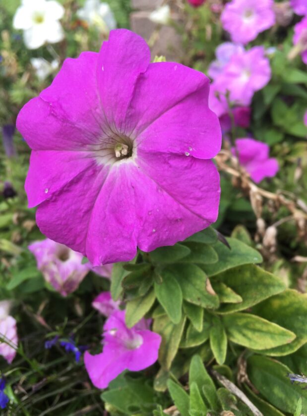 Pink flowers in the garden
