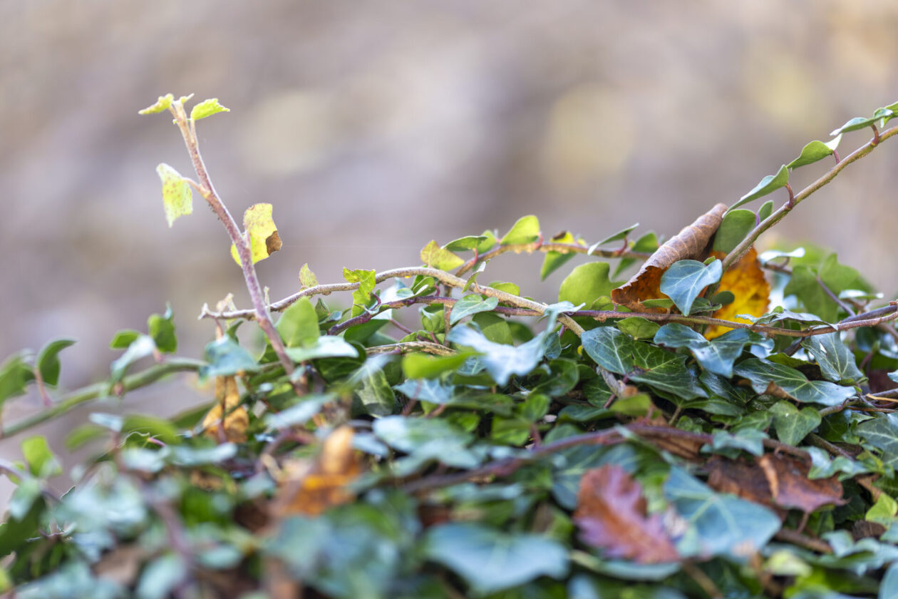 Ivy on the church wall