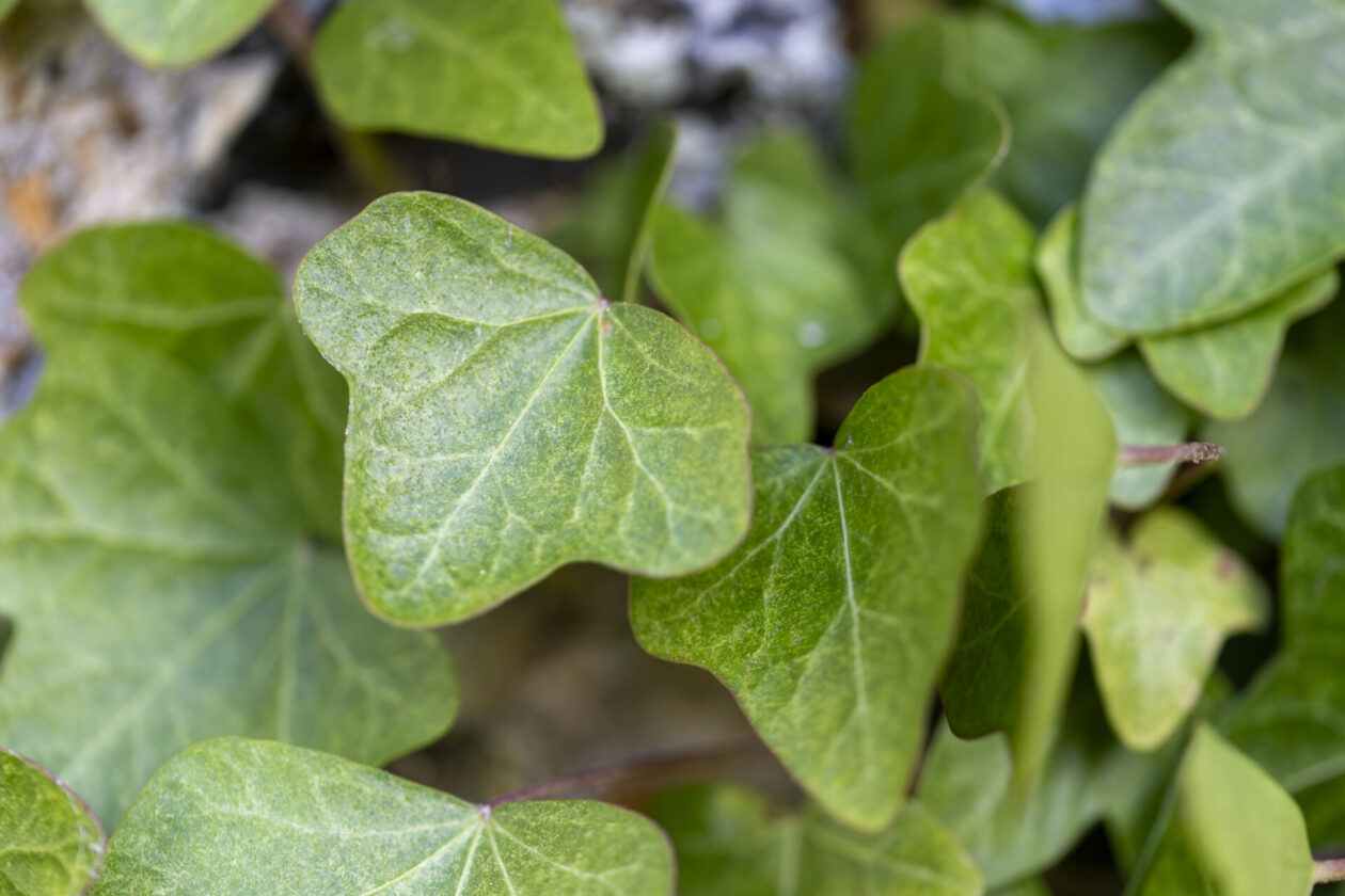 Ivy on the church wall