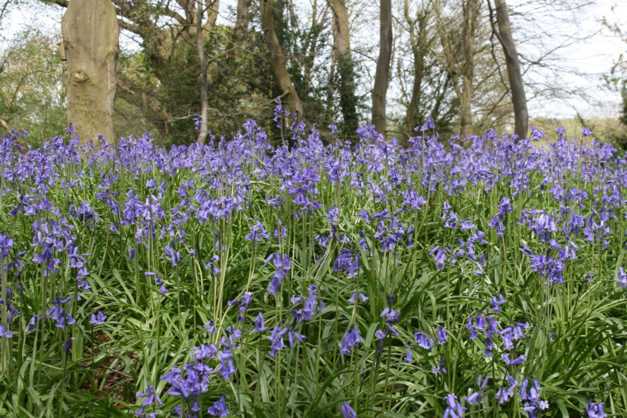 A carpet of bluebells at Arger Fen