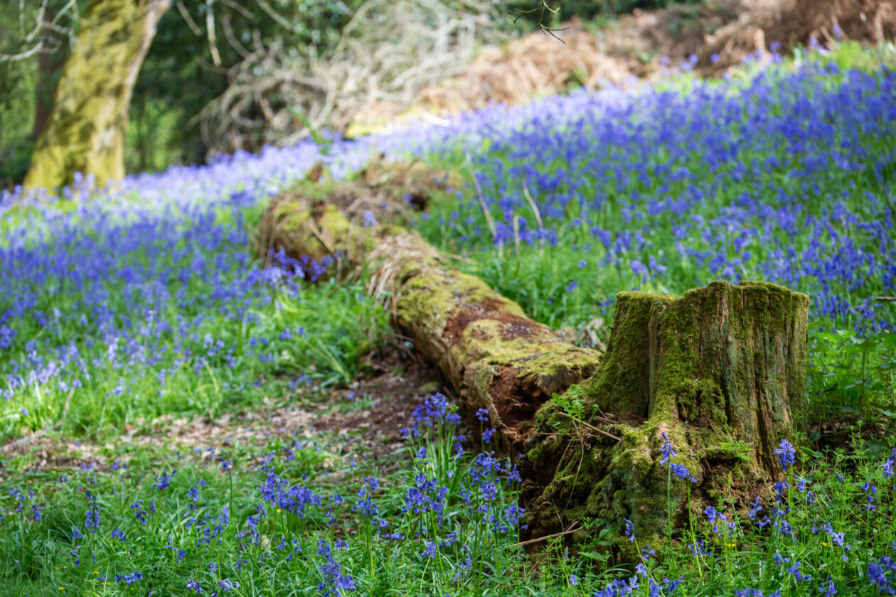 Bluebells at Arger Fen nature reserve