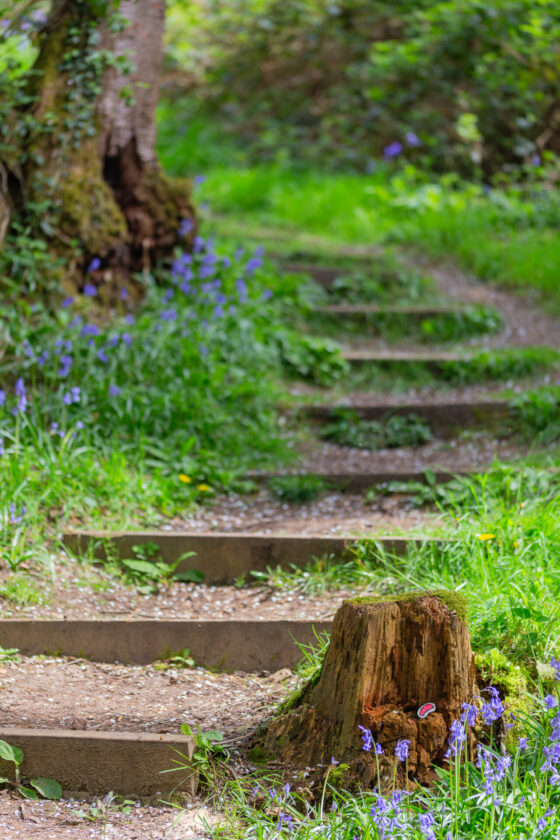 Bluebells at Arger Fen nature reserve