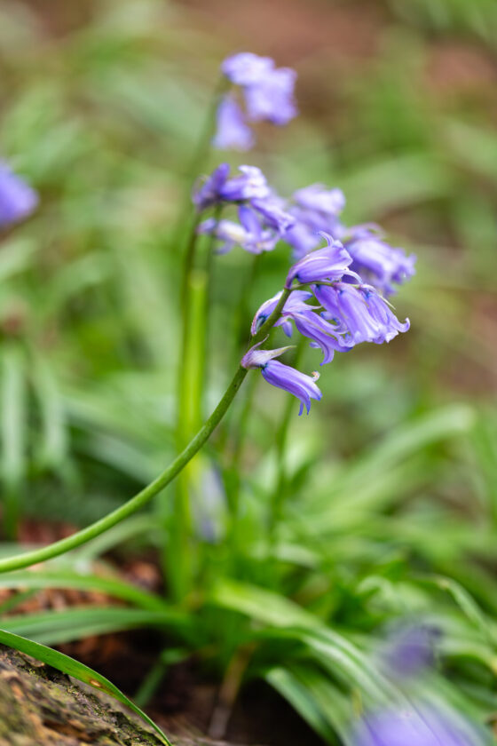 Bluebells at Arger Fen nature reserve