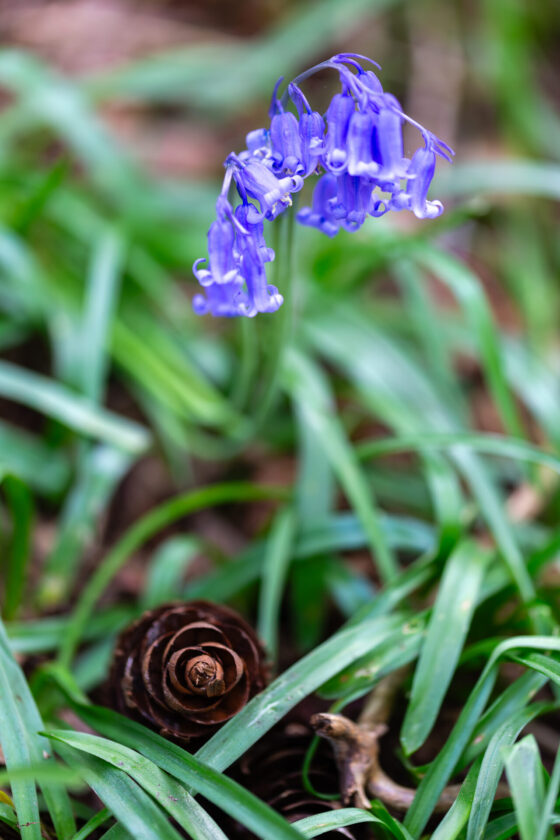 Bluebells at Arger Fen nature reserve